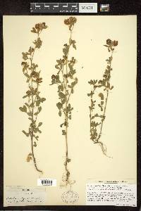 Trifolium aureum image