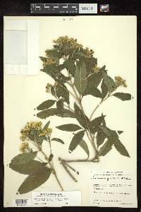 Lasianthaea ceanothifolia var. verbenifolia image