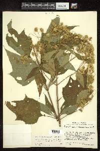 Montanoa leucantha subsp. arborescens image