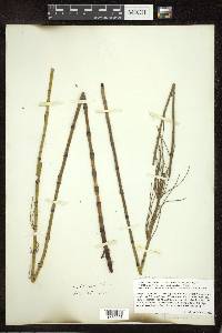 Equisetum fluviatile image