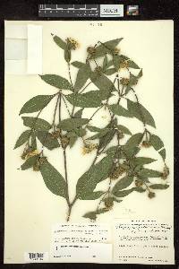 Lundellianthus jaliscensis image
