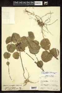 Roldana sessilifolia image