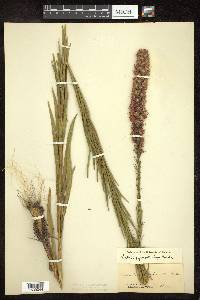 Liatris pycnostachya image