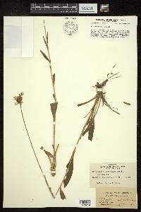 Marshallia latifolia image