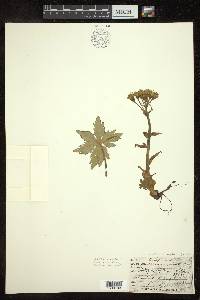 Petasites frigidus var. palmatus image