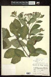 Vernonia bealliae image