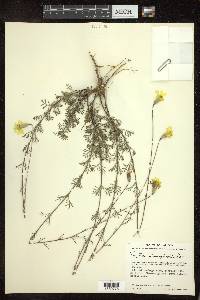 Tagetes stenophylla image