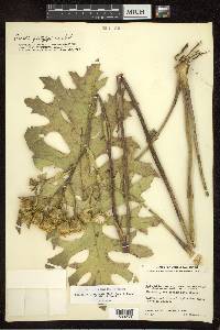 Psacalium platylepis image