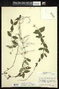Melampodium montanum image
