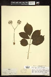 Aralia nudicaulis image