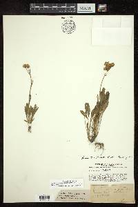 Packera tridenticulata image