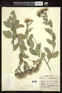 Critoniopsis foliosa image