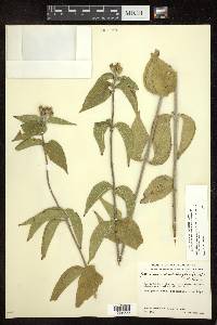 Lasianthaea ceanothifolia var. ceanothifolia image