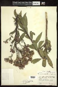 Vernonia serratuloides subsp. serratuloides image
