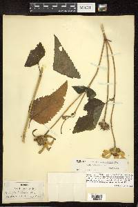 Heliopsis helianthoides subsp. helianthoides image