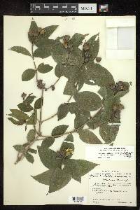 Lasianthaea helianthoides image