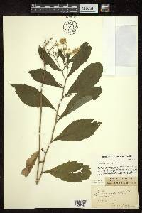 Oclemena acuminata image