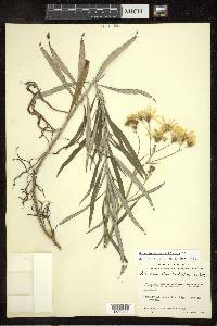 Senecio stoechadiformis image