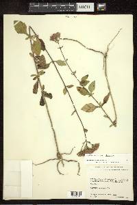 Stevia satureifolia image