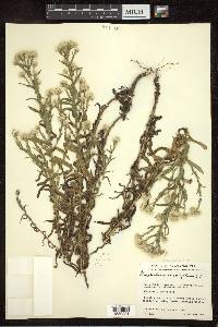 Pseudognaphalium oxyphyllum image