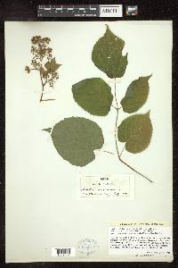 Aralia racemosa image