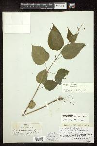 Circaea canadensis image