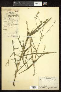 Lactuca longifolia image