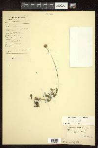 Tridax procumbens image