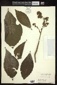 Vernonia arborea image