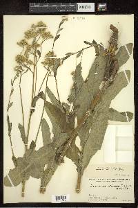 Saussurea albescens image