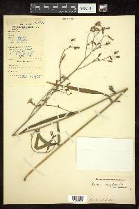 Lactuca longifolia image