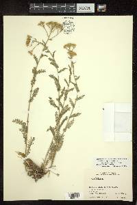 Tanacetum polycephalum subsp. heterophyllum image