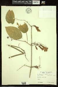 Arrabidaea mollissima image