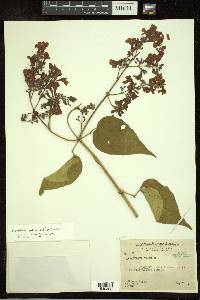 Fridericia pubescens image