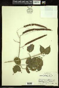 Arrabidaea floribunda image
