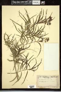 Chilopsis linearis image