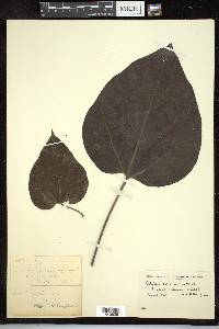 Catalpa bignonioides image