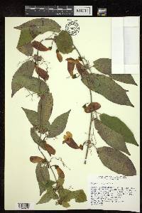 Bignonia capreolata image