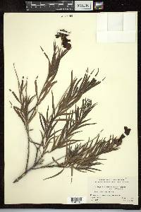 Chilopsis linearis image