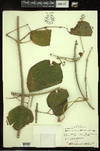 Arrabidaea mollissima image