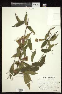 Bignonia capreolata image