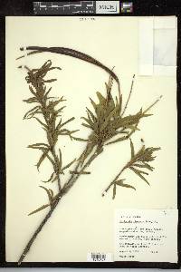 Chilopsis linearis image