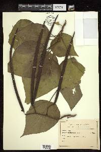 Catalpa bignonioides image