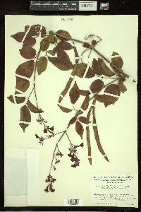Arrabidaea floribunda image