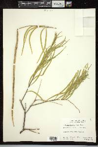 Chilopsis linearis image