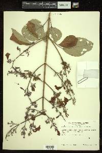 Fridericia candicans image