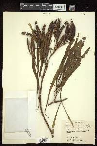 Astianthus viminalis image