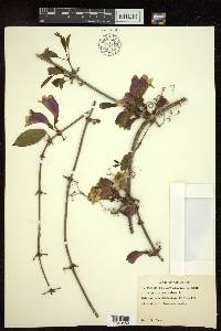 Bignonia capreolata image