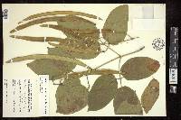 Arrabidaea viscida image