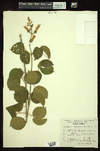 Amphilophium paniculatum var. molle image